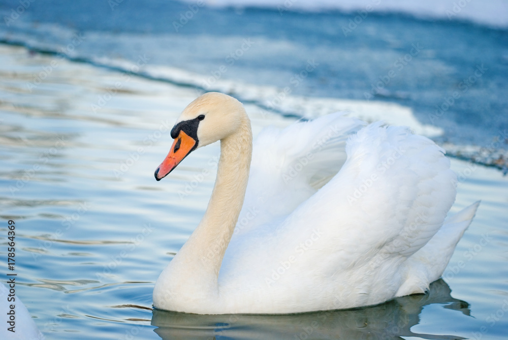 Obraz premium Swan in winter lacke