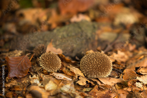 Lycoperdon echinatum inedible fungus photo