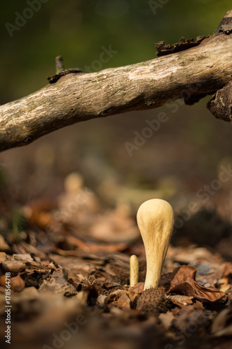 Clavariadelphus pistillaris inedible fungus photo