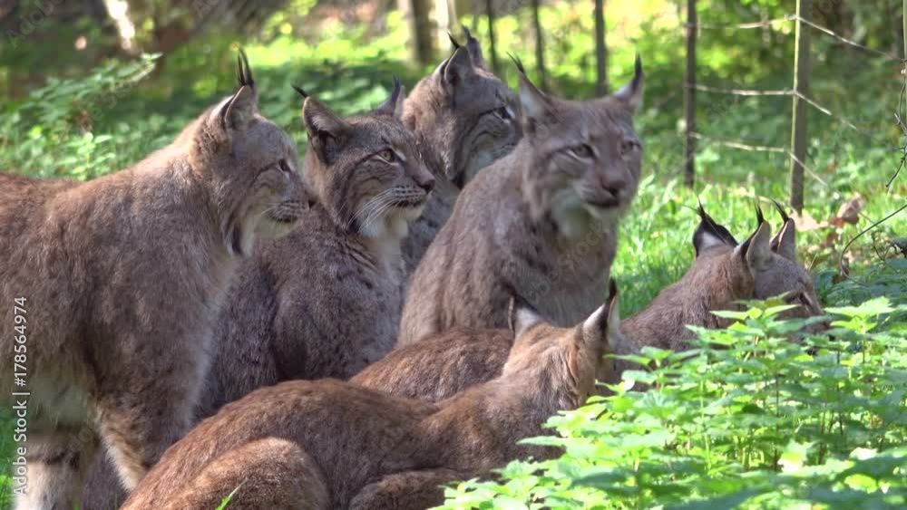 Luchsfamilie wartet auf die Fütterung, Lynx, Luchse, Hunger, hungrig, Rudel, Familie, warten, 4K Luchsfamilie wartet auf die Fütterung, Lynx, Luchse, Hunger, hungrig, Rudel, Familie, warten, 4K