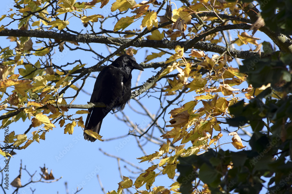 Raven in the golden treetop / crow in the golden treetop Raven in the golden treetop / crow in the golden treetop