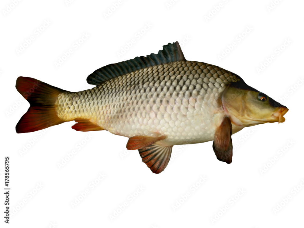 carp big fish close up on a white background carp big fish close up on a white background