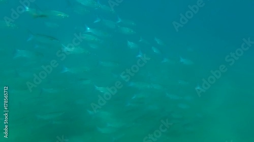 Wallpaper Mural Large school of Striped Mullet (Mugil cephalus) swims on the blue water, Red sea, Marsa Alam, Abu Dabab, Egypt
 Torontodigital.ca