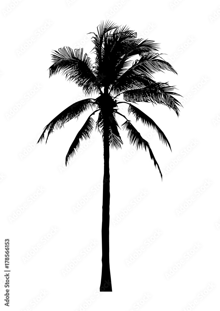 Fototapeta premium silhouette of coconut tree, natural palm illustration, vector summer sign