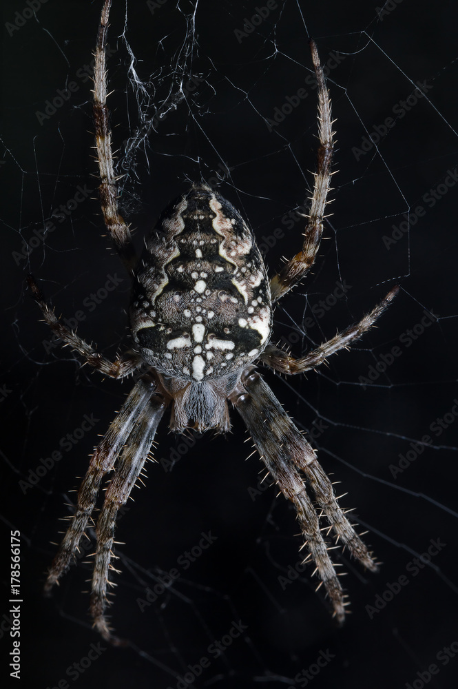 Spider with a cross on the back. Spider with a cross on the back.