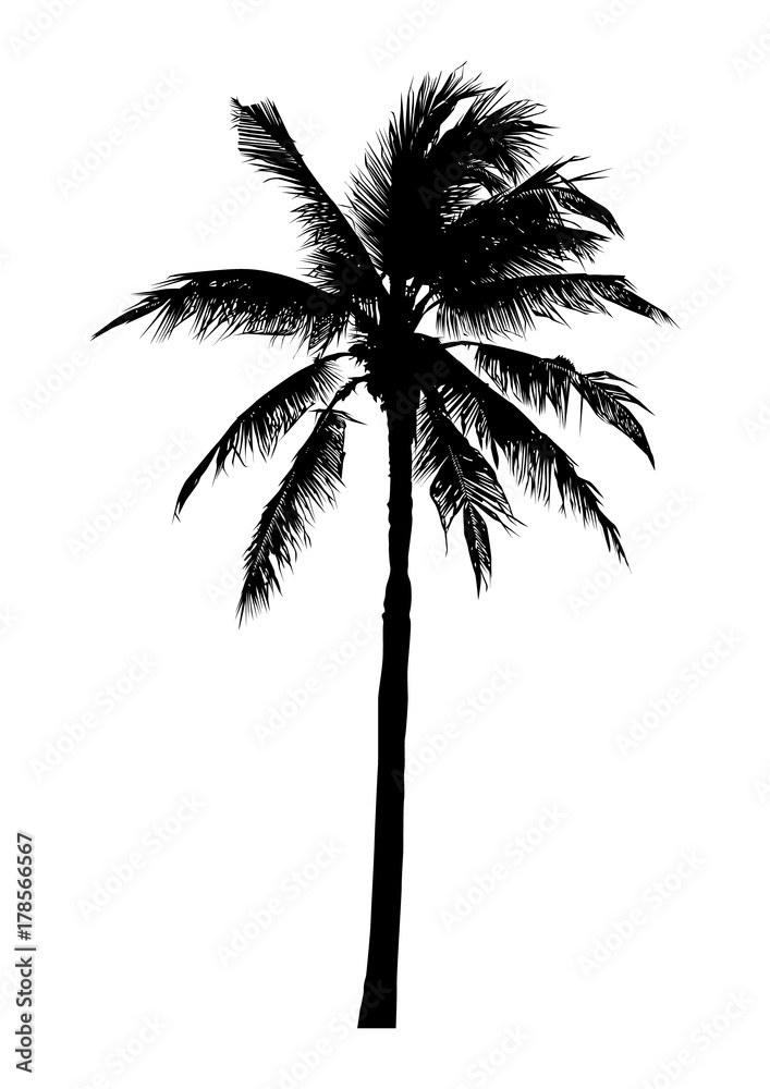 Fototapeta premium silhouette of realistic coconut tree, natural palm illustration, vector summer sign