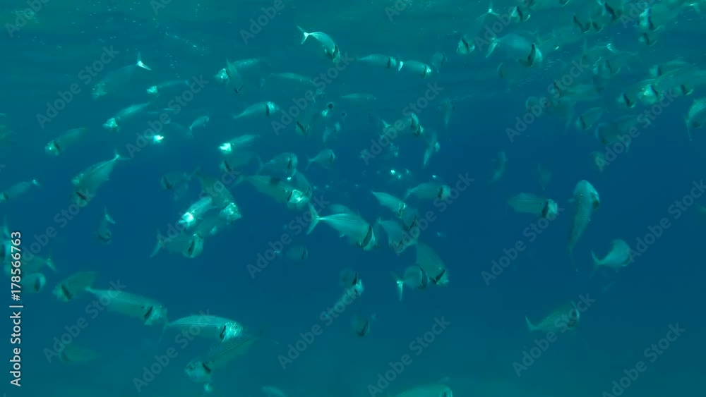 School of Indian Mackerel (Rastrelliger kanagurta) feeds plankton under surface water, Red sea, Marsa Alam, Abu Dabab, Egypt
School of Indian Mackerel (Rastrelliger kanagurta) feeds plankton under surface water, Red sea, Marsa Alam, Abu Dabab, Egypt