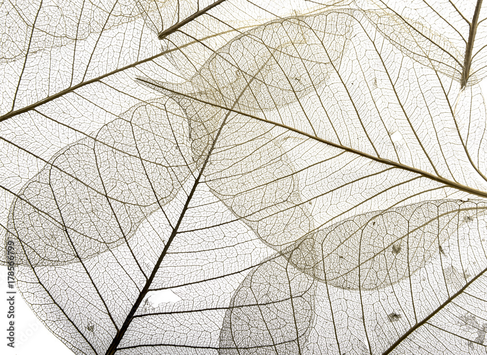 Obraz premium a leaf texture close up isolated on white
