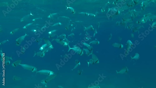 School of Indian Mackerel (Rastrelliger kanagurta)  feeds plankton under surface water, Red sea, Marsa Alam, Abu Dabab, Egypt
 photo