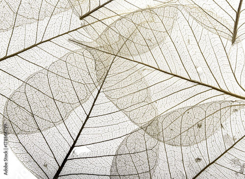 a leaf texture close up isolated on white