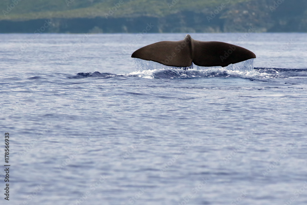 Fototapeta premium Kaszalot (Physeter macrocephalus) lub kaszalot, ogon kaszalota