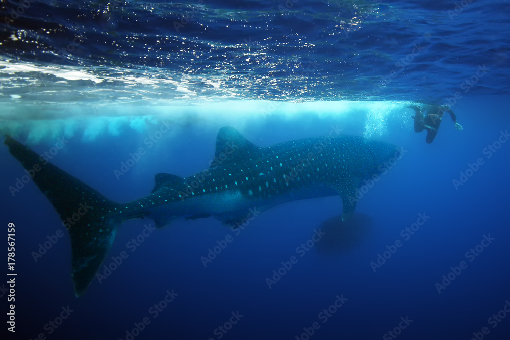 Fototapeta premium The whale shark (Rhincodon typus) , wildlife portrait