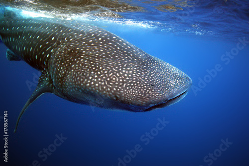The whale shark (Rhincodon typus) , wildlife portrait