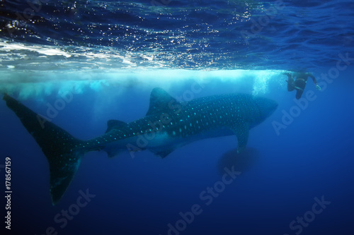 The whale shark  Rhincodon typus    wildlife portrait