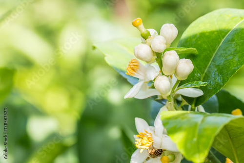 Bunch of lime flowers, lemon blossom on tree.