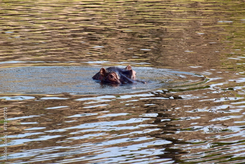 Fototapeta premium Flusspferde