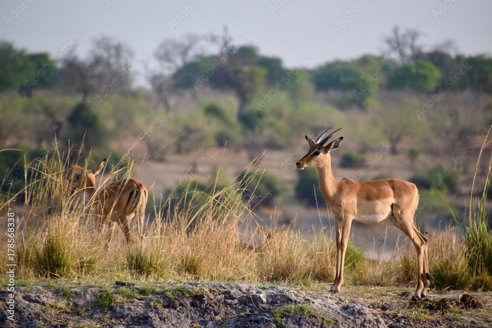 Fototapeta premium Springbock