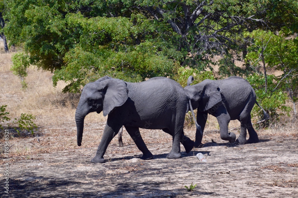 Elefant - Nationalpark - Namibia - Afrika
