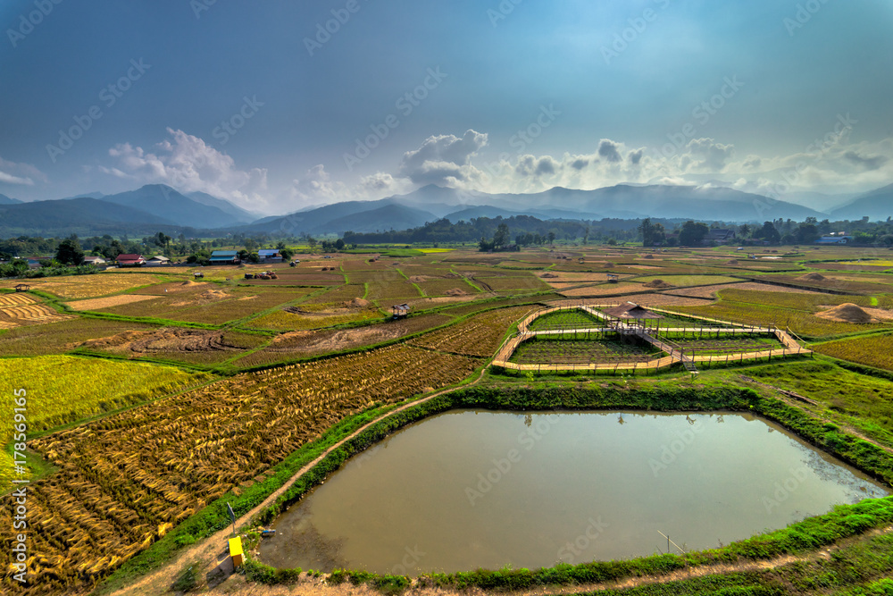 Rice field in countryside, Nan province, Thailand.