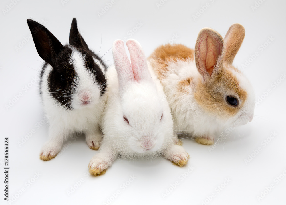 Fototapeta premium rabbits isolated on a white background
