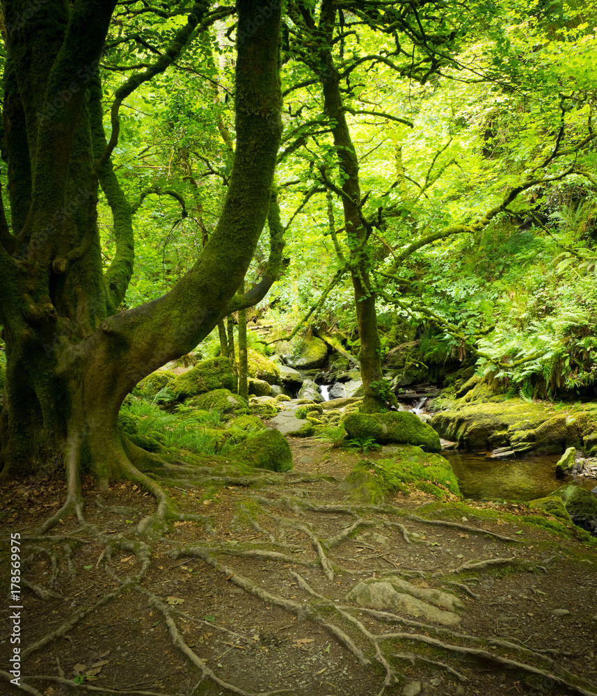 Fototapeta premium Waterfalls in green Ireland