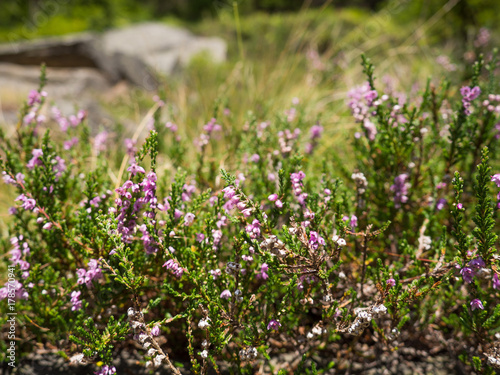 Blooming heather plant in autumn.