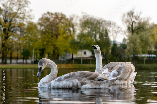 A pair of young swans swimming in a city lake.