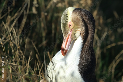 yellow-eyed penguin new zealand photo