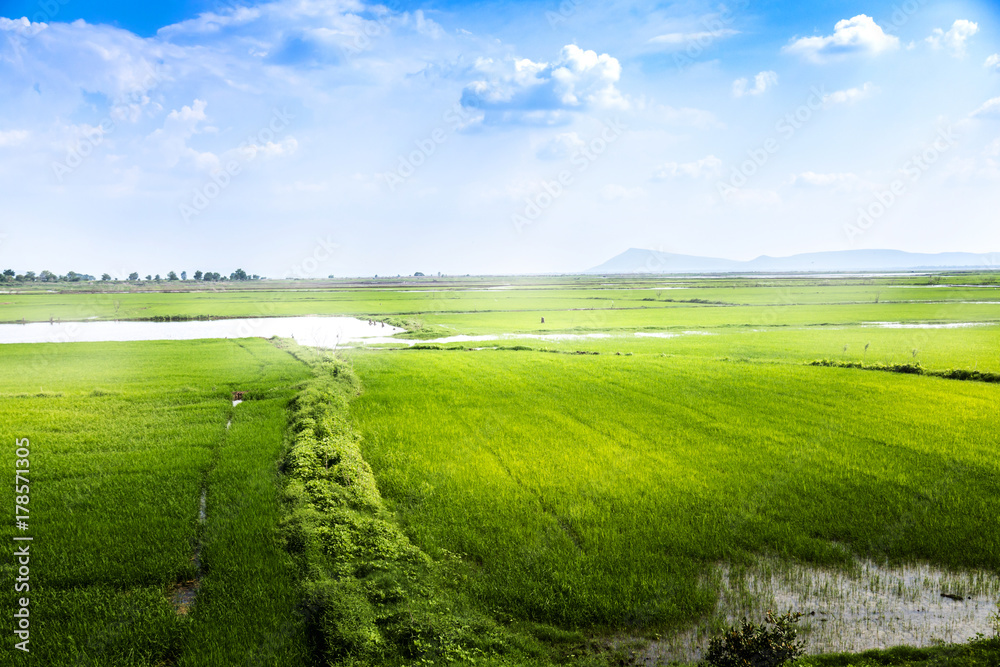Fototapeta premium Green lawn with blue sky