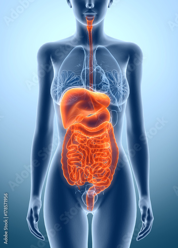 alimentary canal and internal organs, medically illustration on blue background