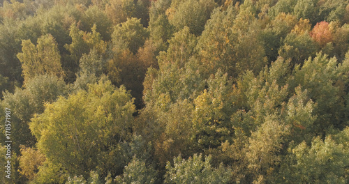 Aerial shot of autumn trees in forest