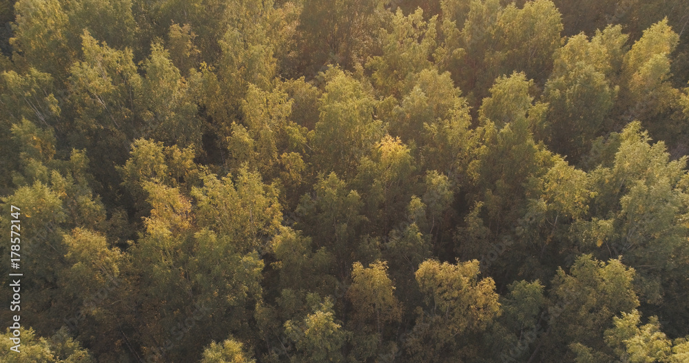 Aerial shot of autumn trees in forest