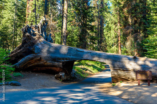 Tunnel Log in Sequoia National Park. Tunnel 8 ft high, 17 ft wide.  California, United States.