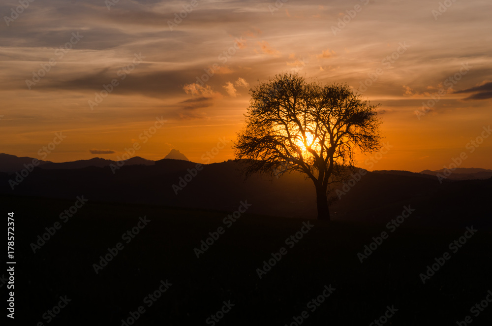 Lonely Tree in the Sunset Lonely Tree in the Sunset