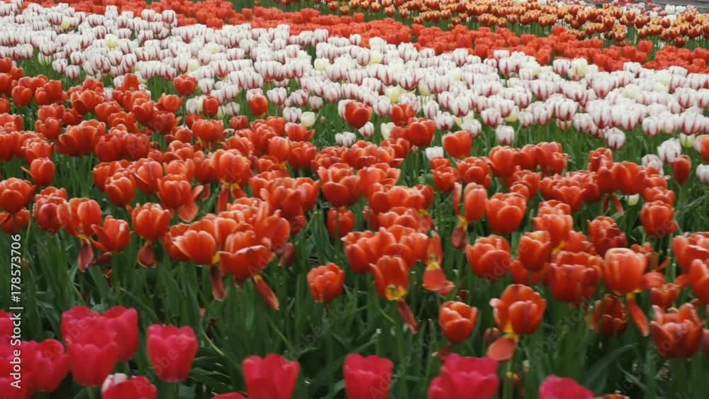 beautiful tulip field in mountains beautiful tulip field in mountains