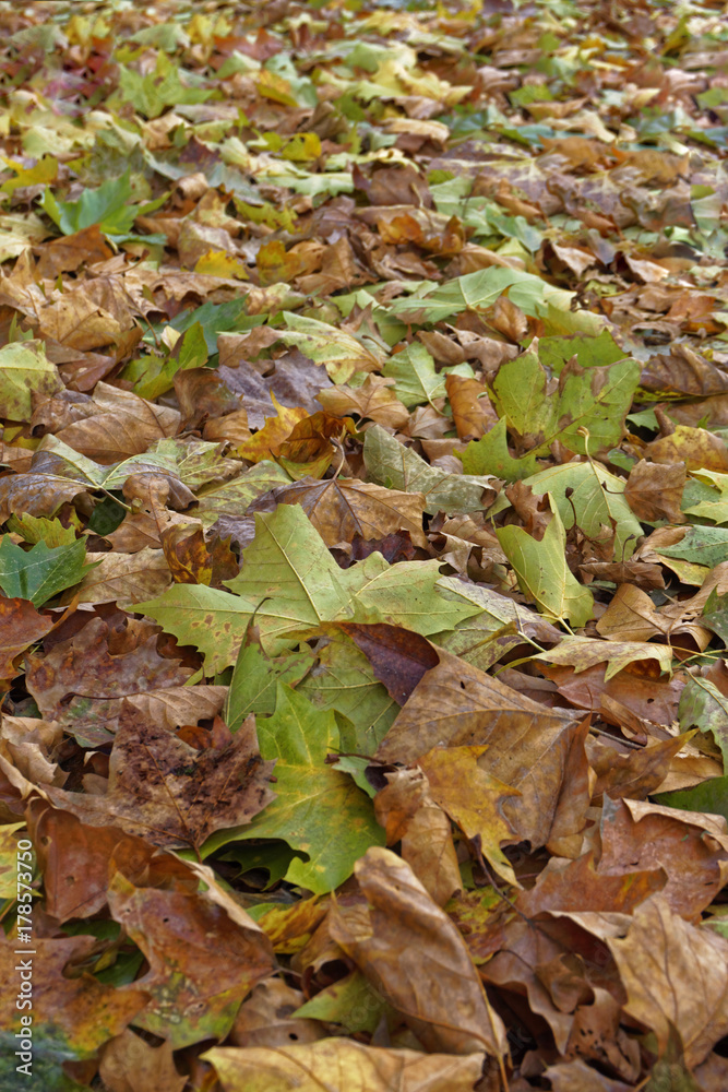 colorful fall leaves, closeup colorful fall leaves, closeup