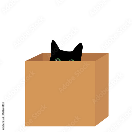Black cat in a box