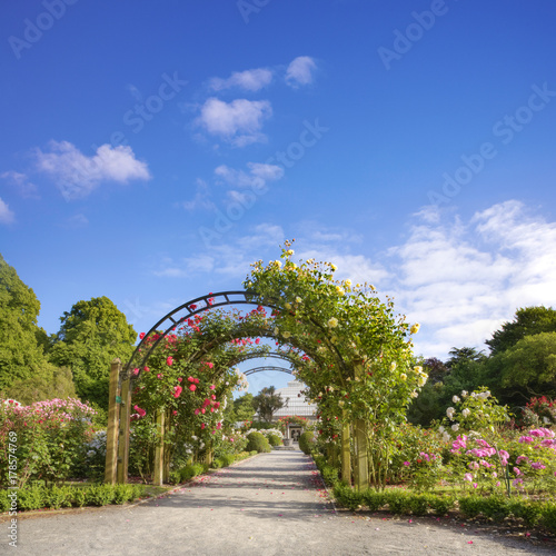 New Zealand Christchurch Hagley Park Rose Garden Summer photo