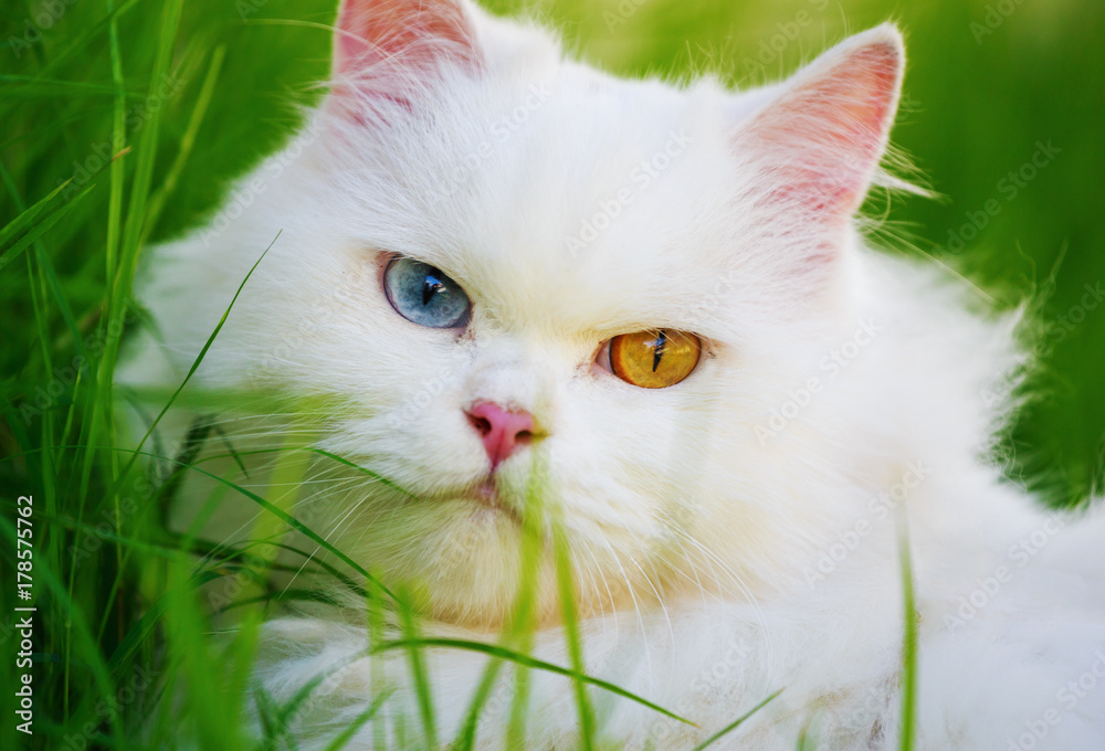 White persian cat with green eyes cheap