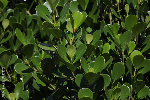 Green leafs background