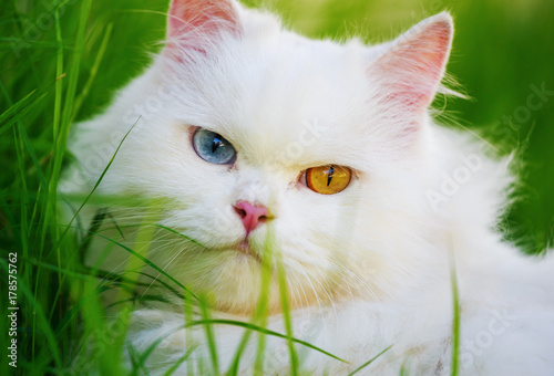white Persian cat with 2 different-colored eyes (heterocromatic eyes) on grass field