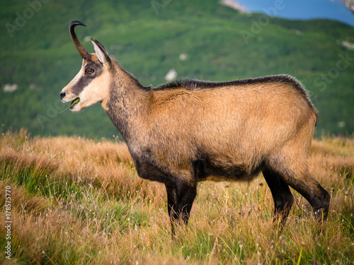 Tatra Chamois, Tatrzańska Kozica Górska, Poland