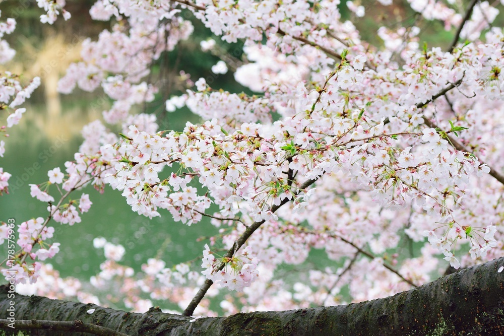 Landscape of Japanese white cherry blossoms in horizontal frame