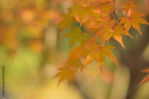 Background of vibrant colored Japanese Maple leaves with blurred background