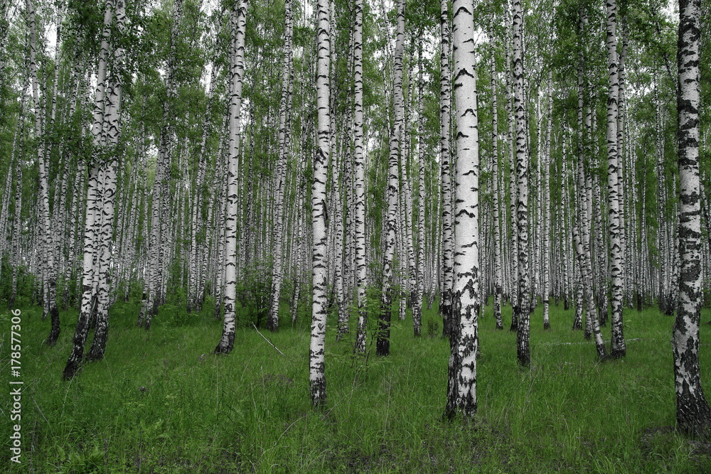 Fototapeta Birches forest