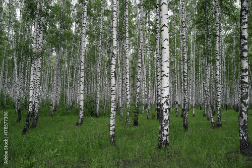 Fototapeta Naklejka Na Ścianę i Meble -  Birches forest