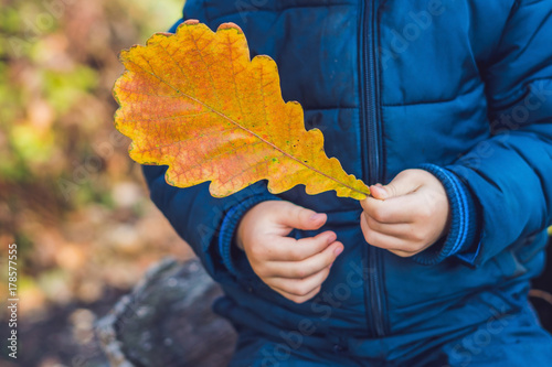 Background autumn orange leaves. Outdoor. photo