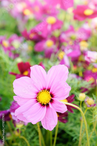 pink cosmos flowers   daisy blossom flowers in the garden