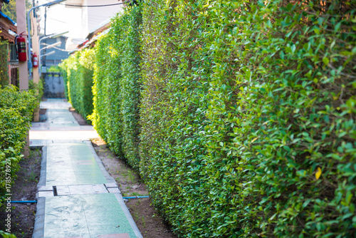 Green trees