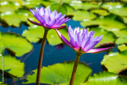 Purple Lotus in the lotus pond